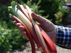 Preserve Your Own Rhubarb Jam Recipe