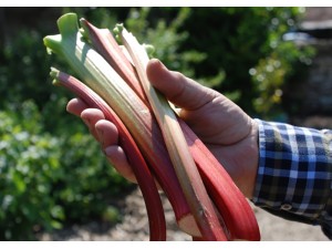 Preserve Your Own Rhubarb Jam Recipe