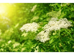 New Gooseberry and Elderflower Jam