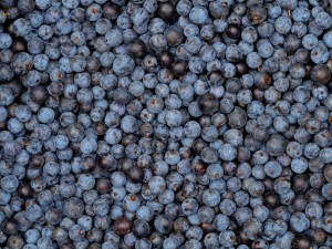 Home made sloe gin recipe