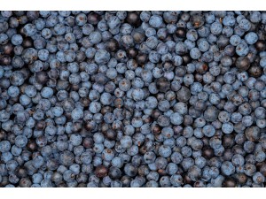 Home made sloe gin recipe